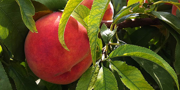 equipo y formacion banner