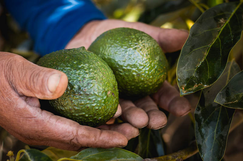 nuestros campos banner aguacates